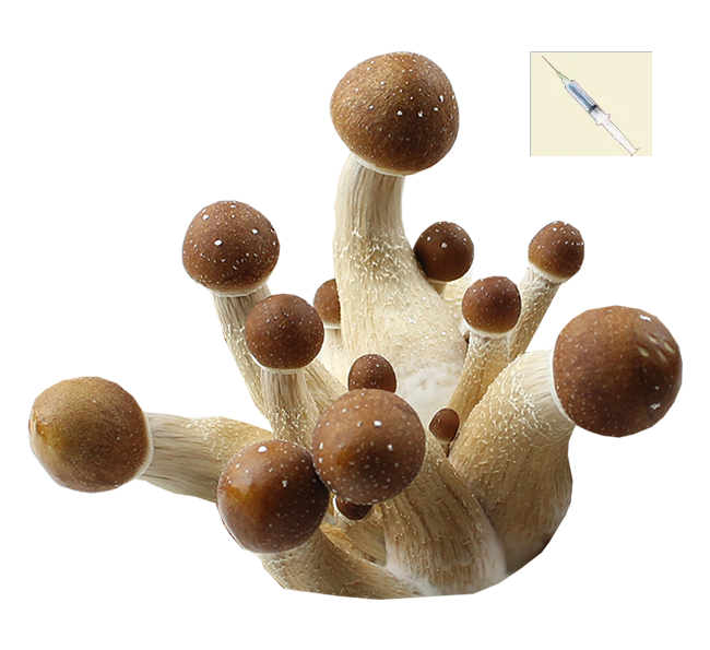 Psilocybe Cubensis Brazil Spor Spruta